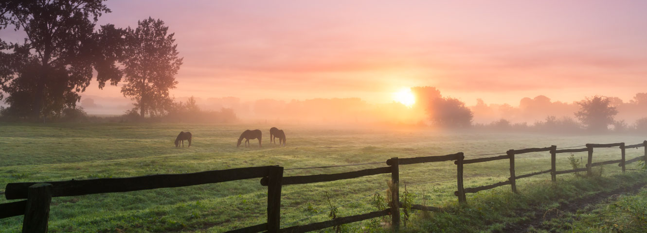 horses grazing in a field in a misty morning sunrise