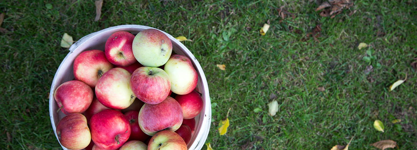 bucket of apples on the grass
