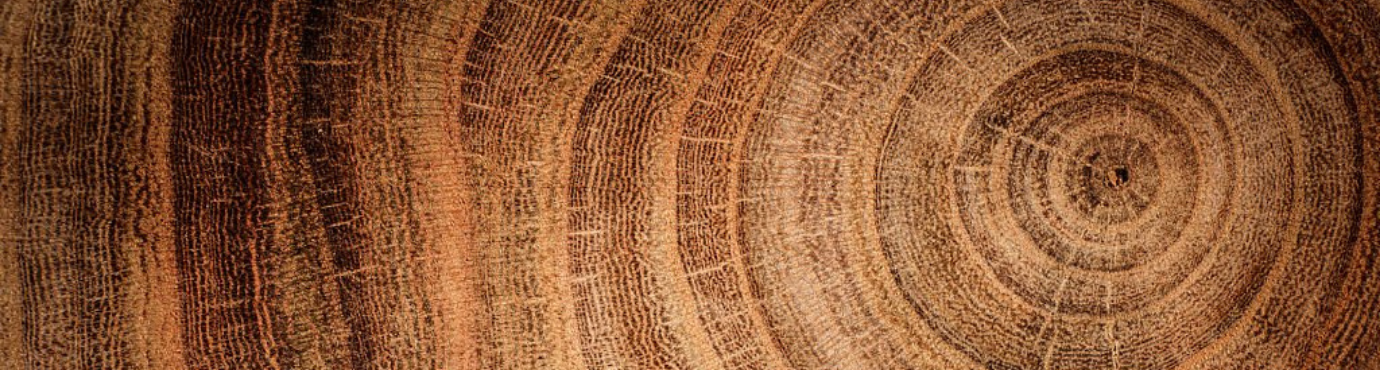 SBLOC - Tree trunk